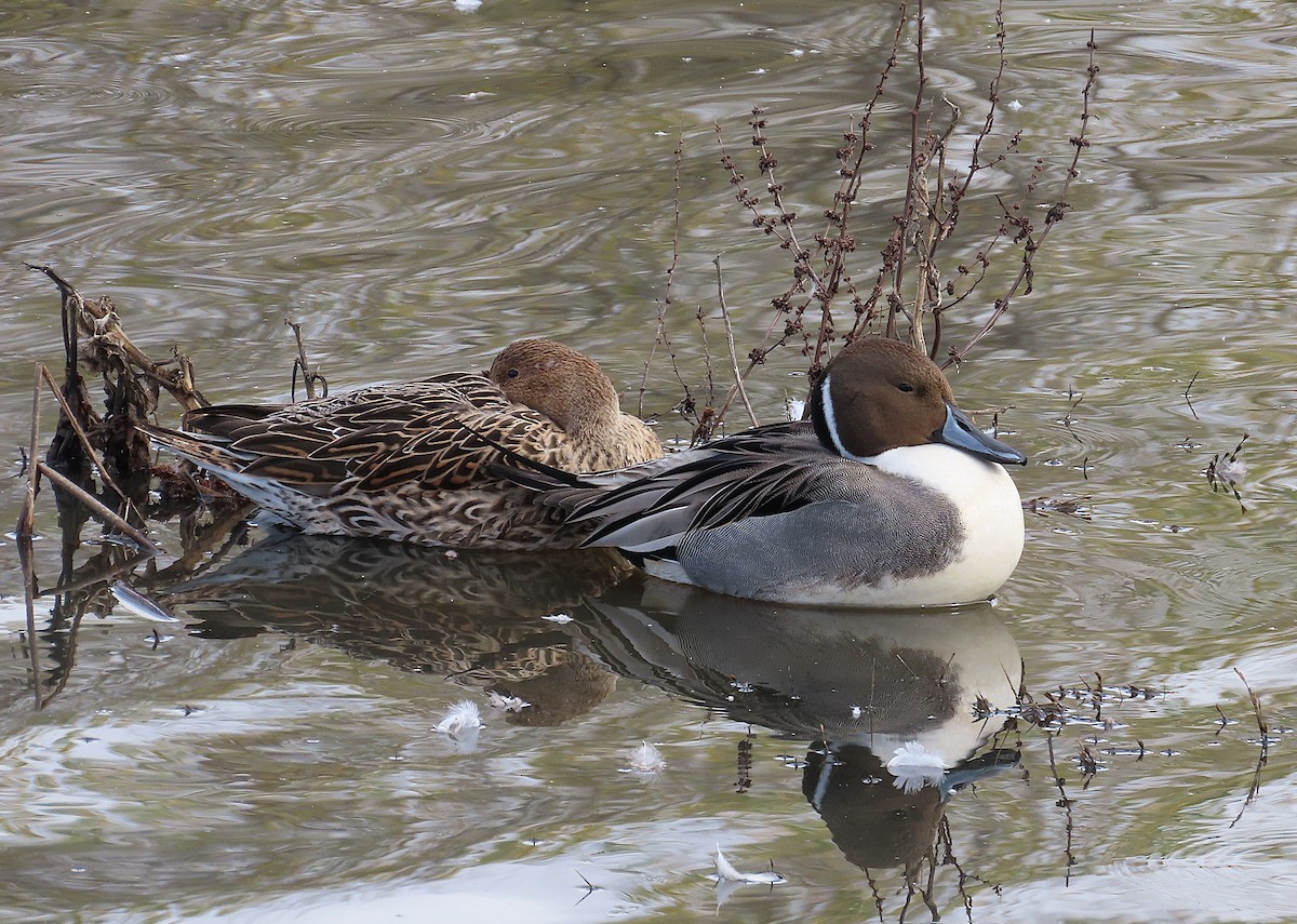 Spießente - ML645708307