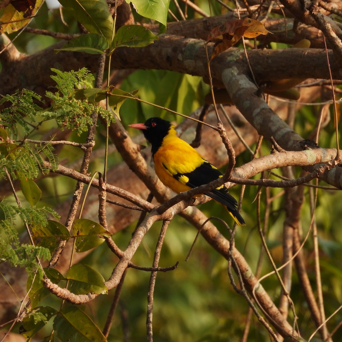 Bengalenpirol - ML645708308