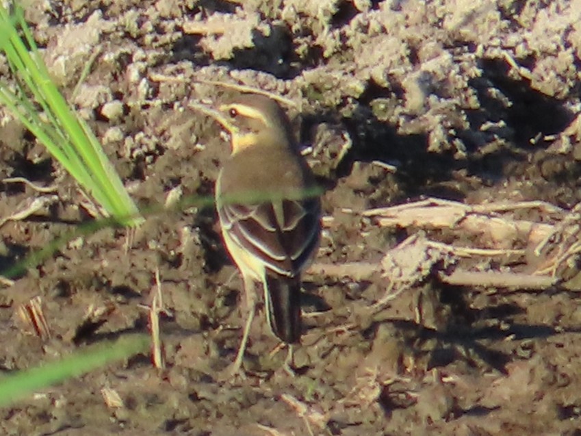 Tschuktschenstelze - ML645708309