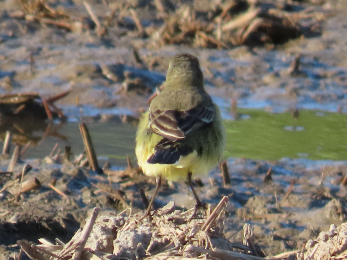 Tschuktschenstelze - ML645708310