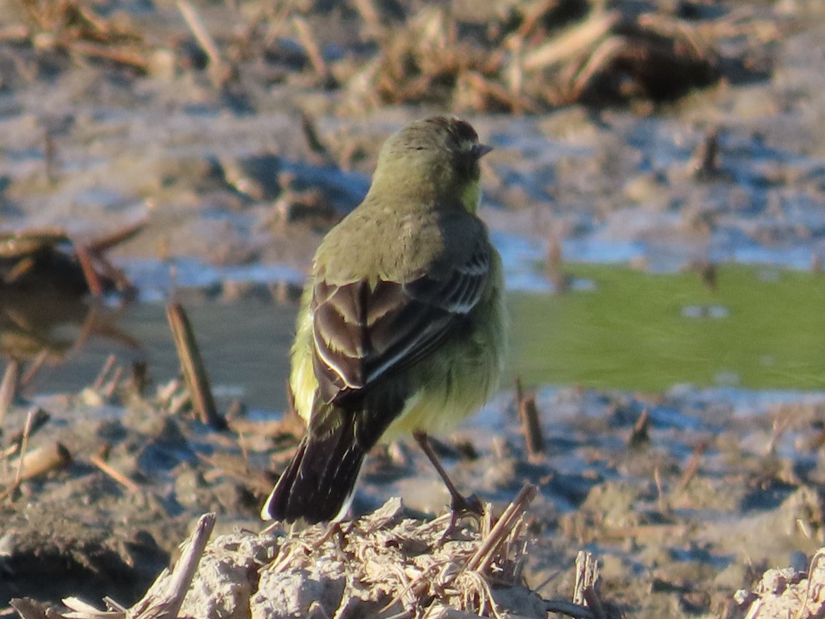 Tschuktschenstelze - ML645708311