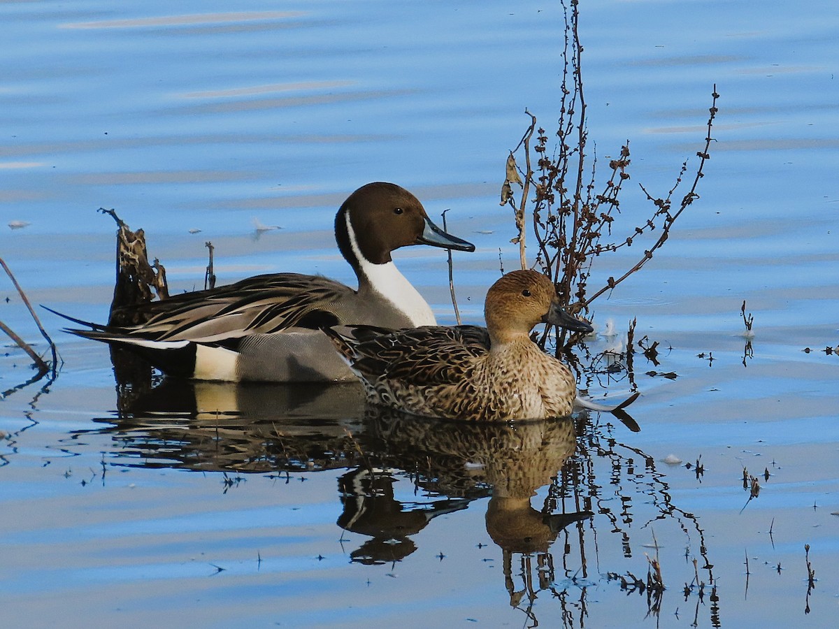 Spießente - ML645708313