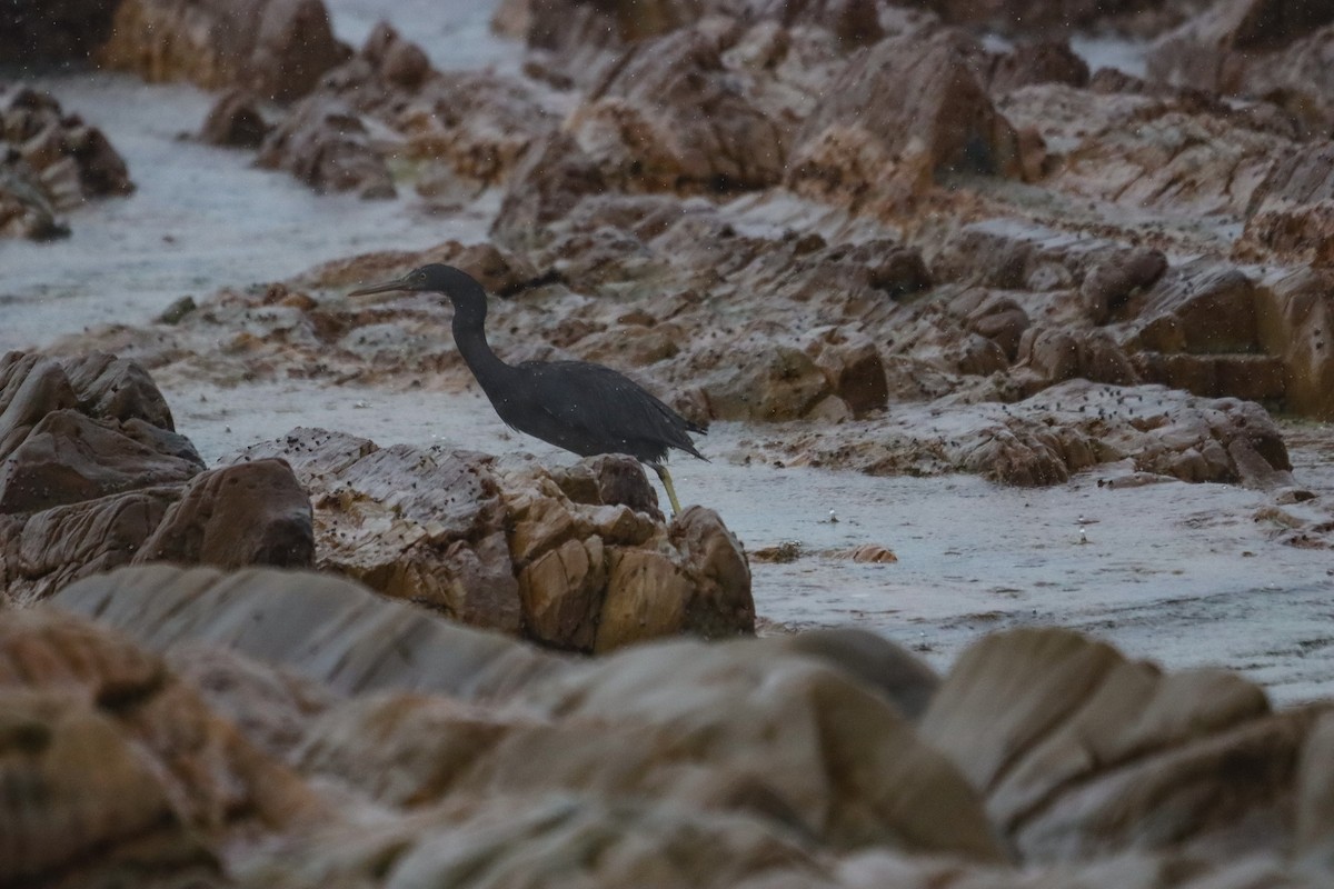 Riffreiher - ML645708314