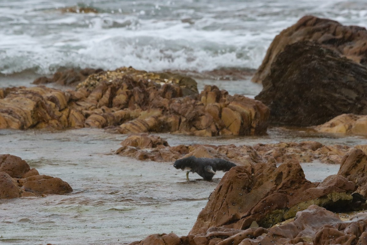 Riffreiher - ML645708315