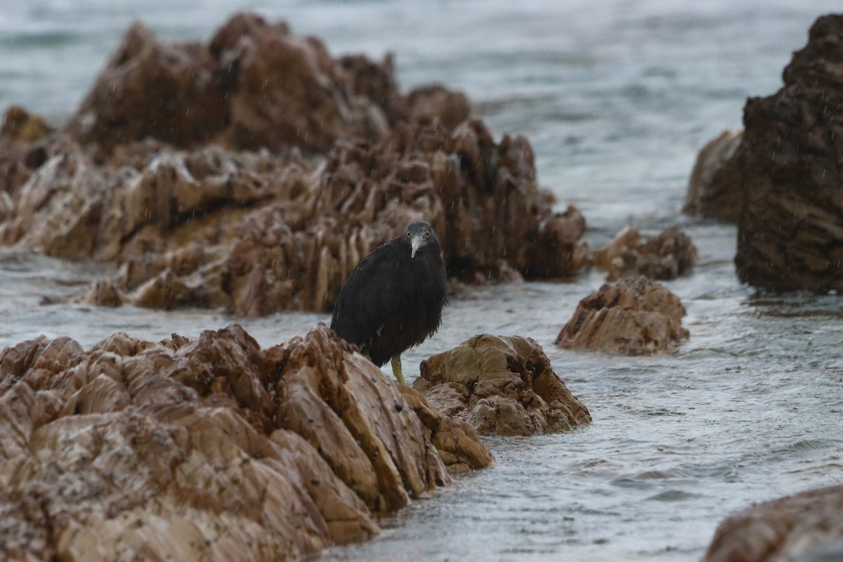 Riffreiher - ML645708316