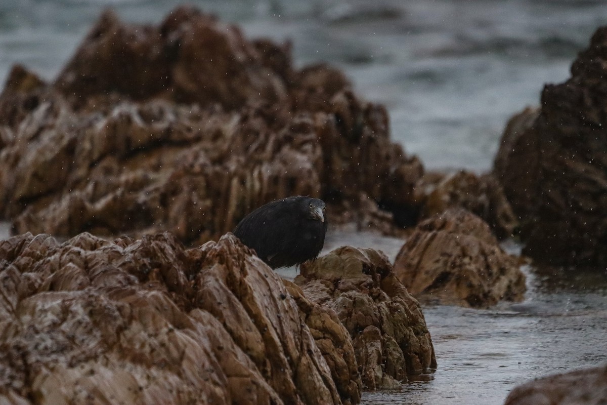 Riffreiher - ML645708317