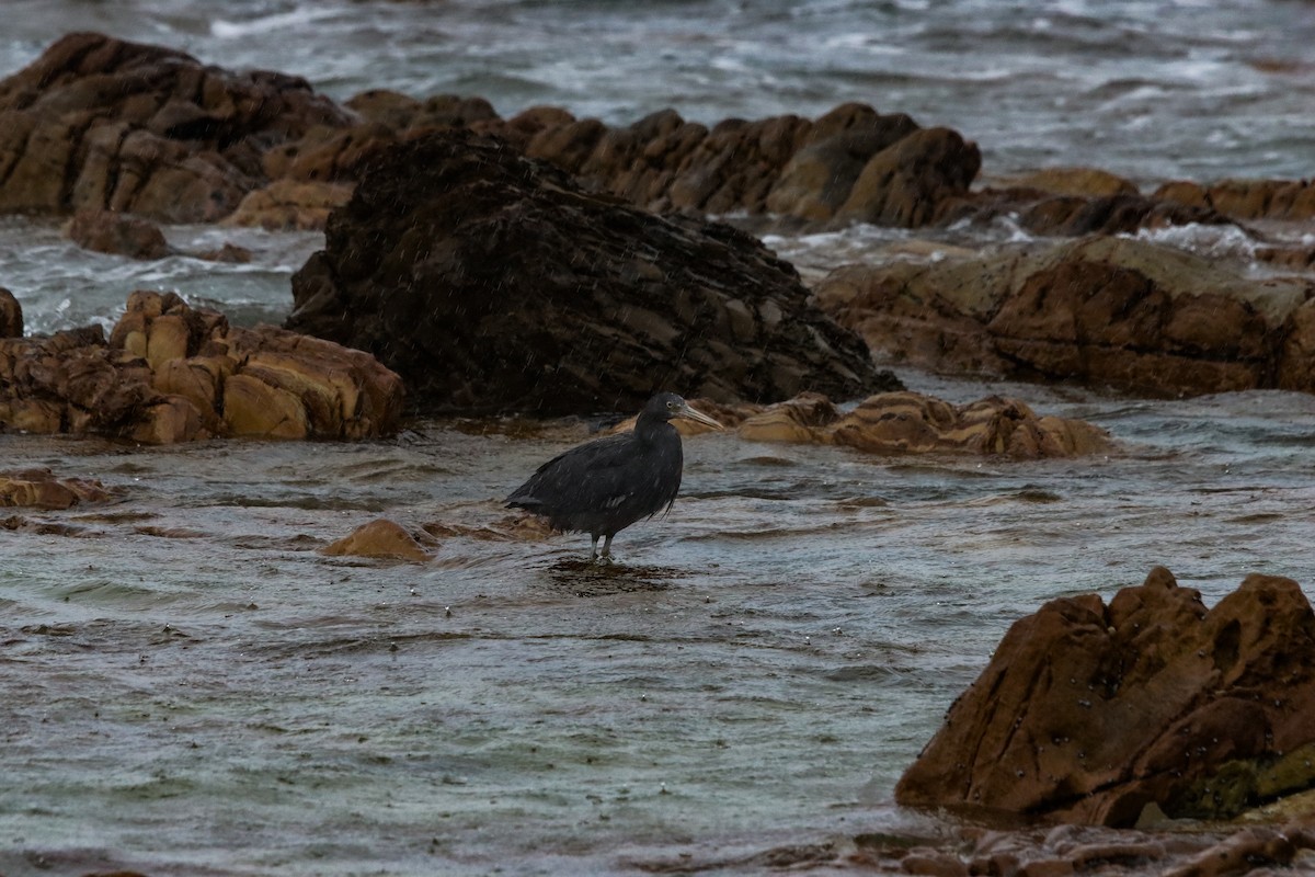 Riffreiher - ML645708318