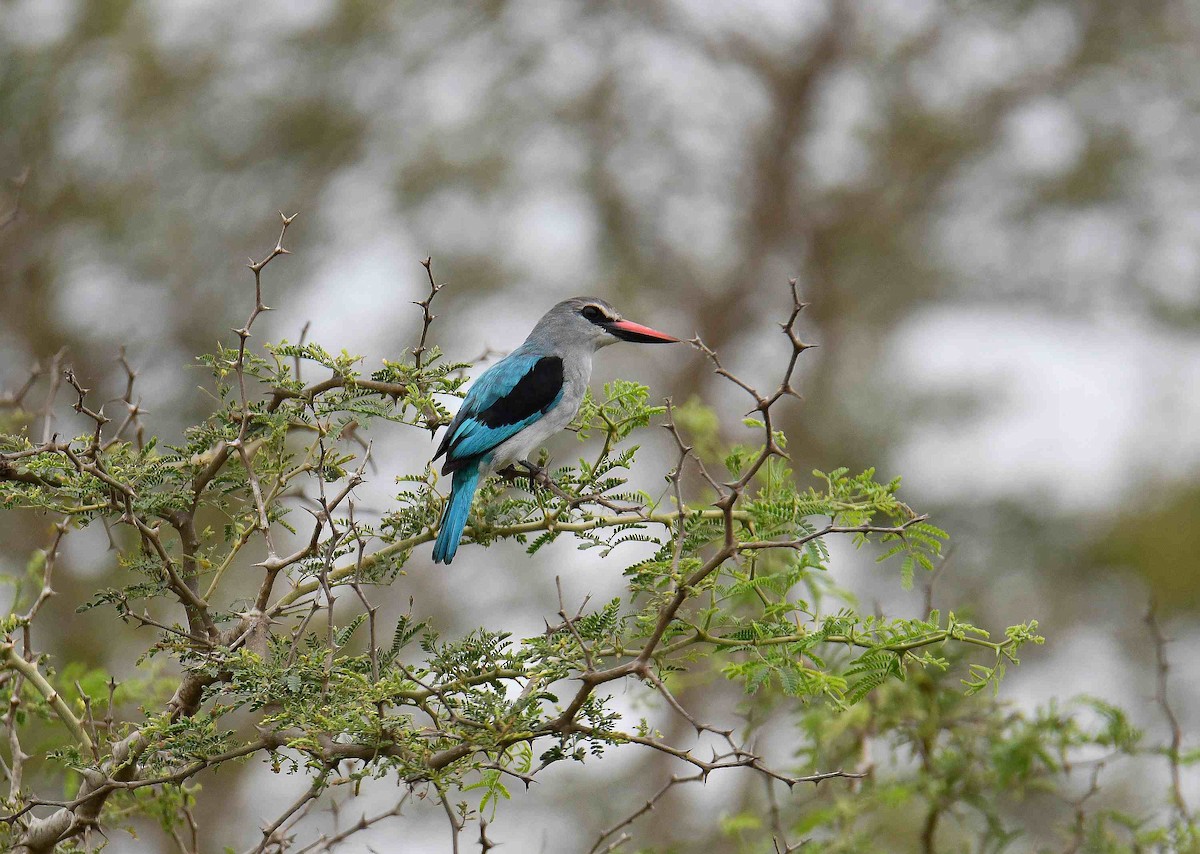 Senegalliest - ML645708320