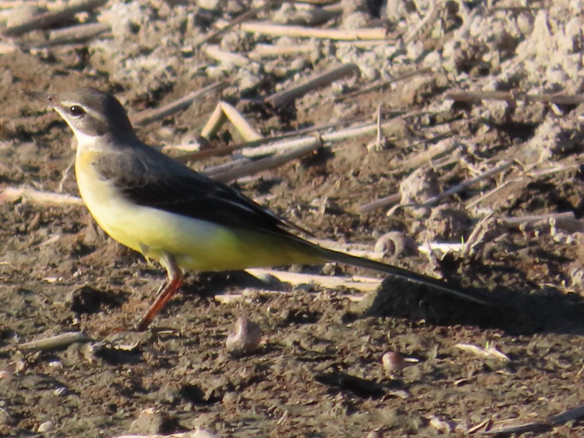 Gebirgsstelze - ML645708322