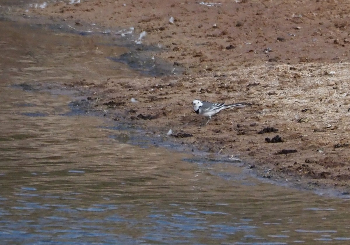 Bachstelze - ML645708324