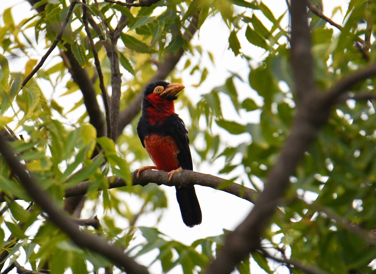 Furchenschnabel-Bartvogel - ML645708328