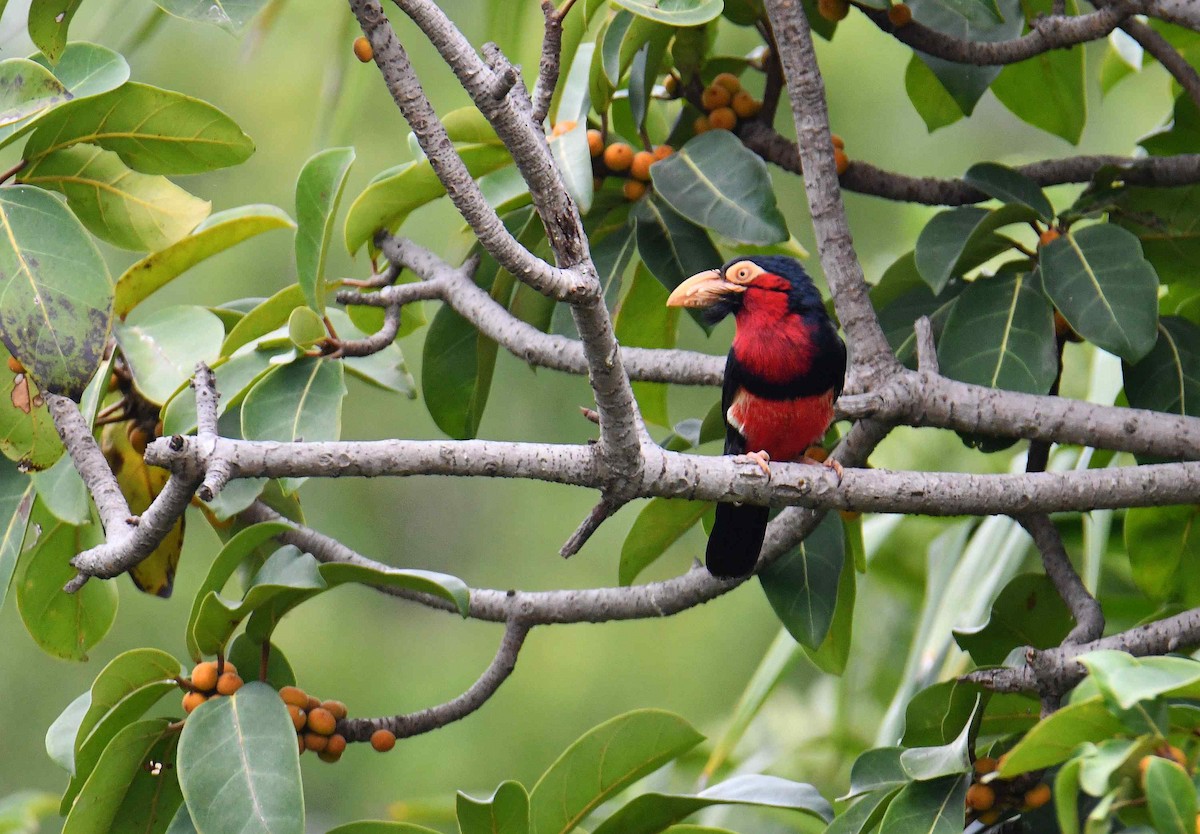 Furchenschnabel-Bartvogel - ML645708329