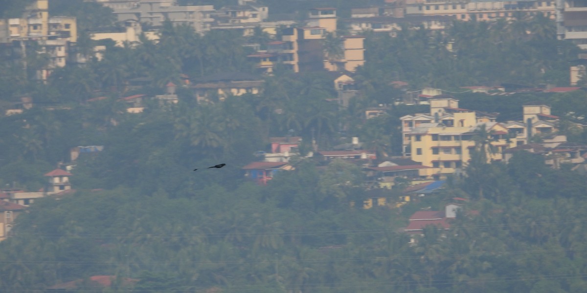 Flaggendrongo - ML645708331