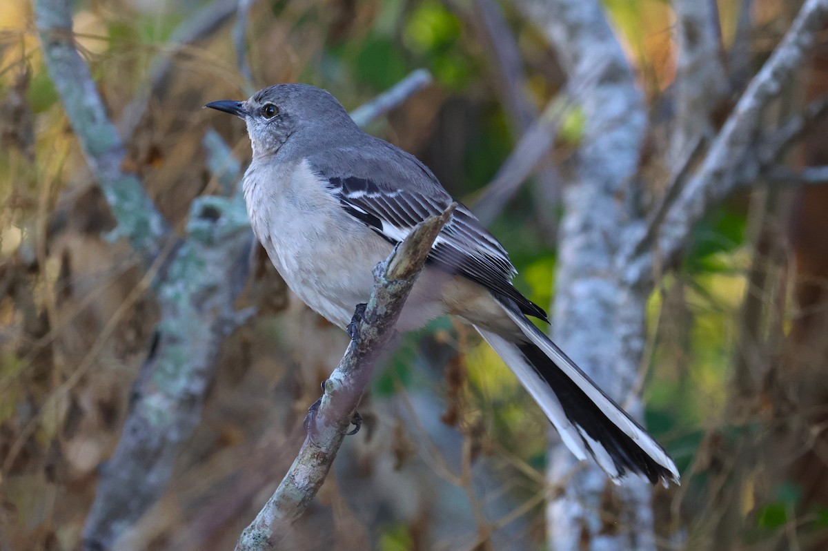 Gartenspottdrossel - ML645708333