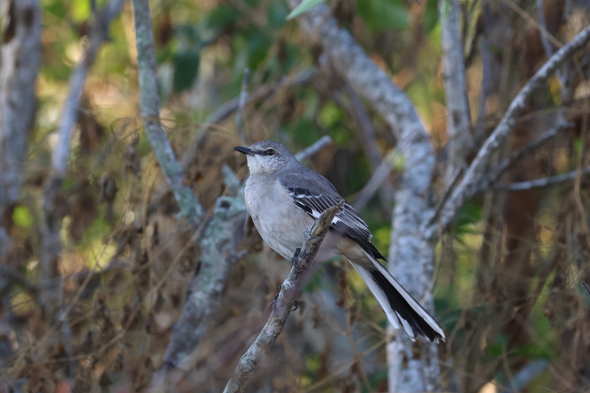 Gartenspottdrossel - ML645708334