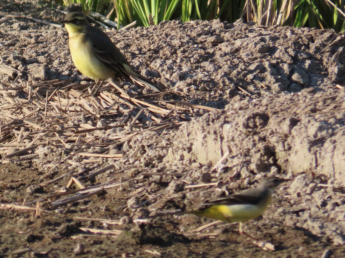 Tschuktschenstelze - ML645708335