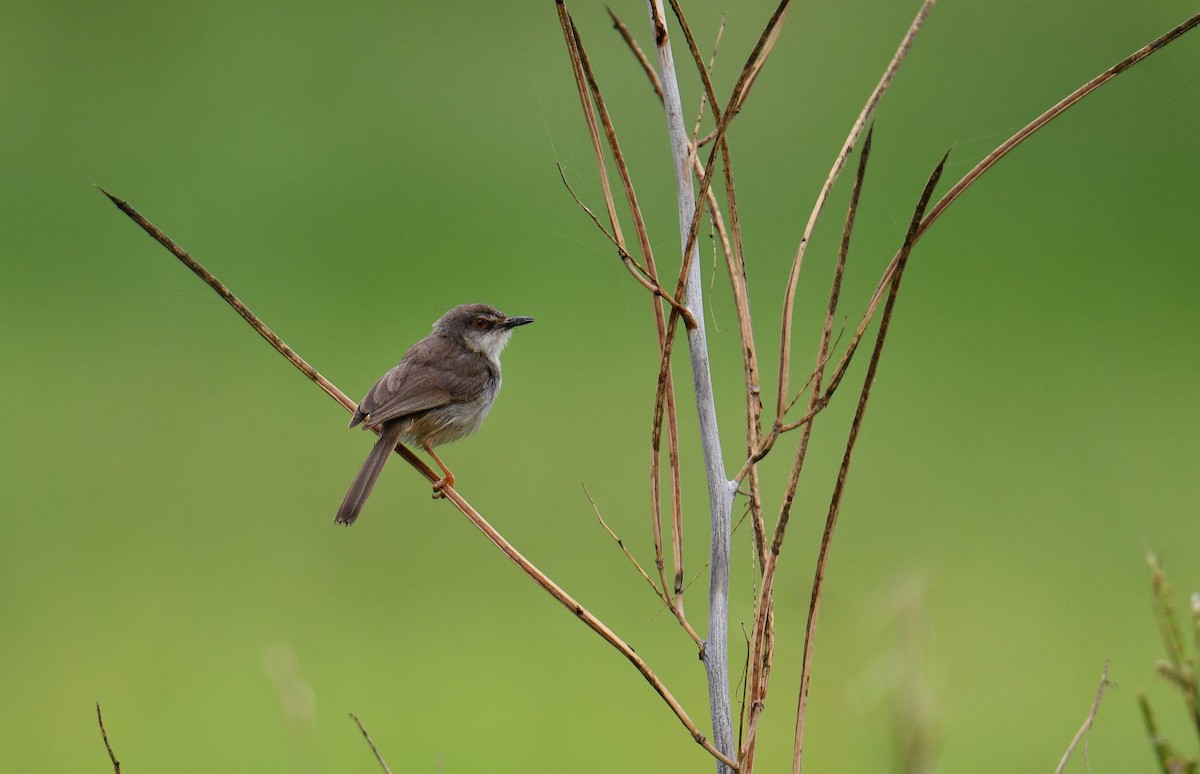 Rahmbrustprinie - ML645708336