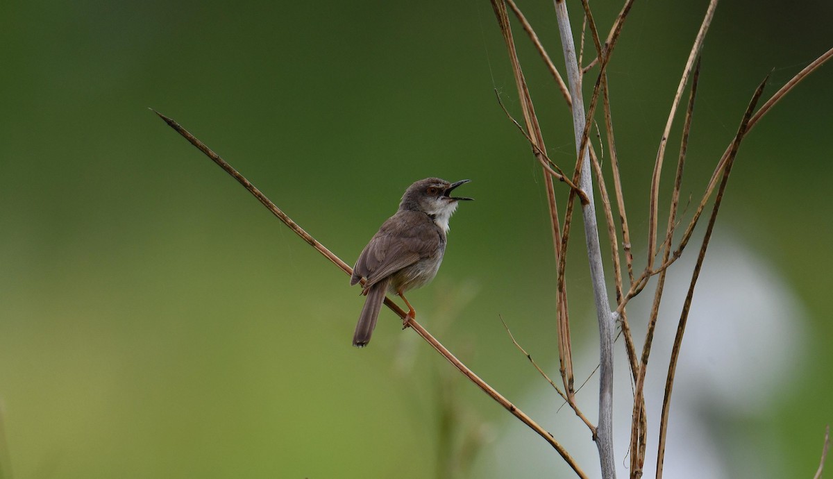 Rahmbrustprinie - ML645708337