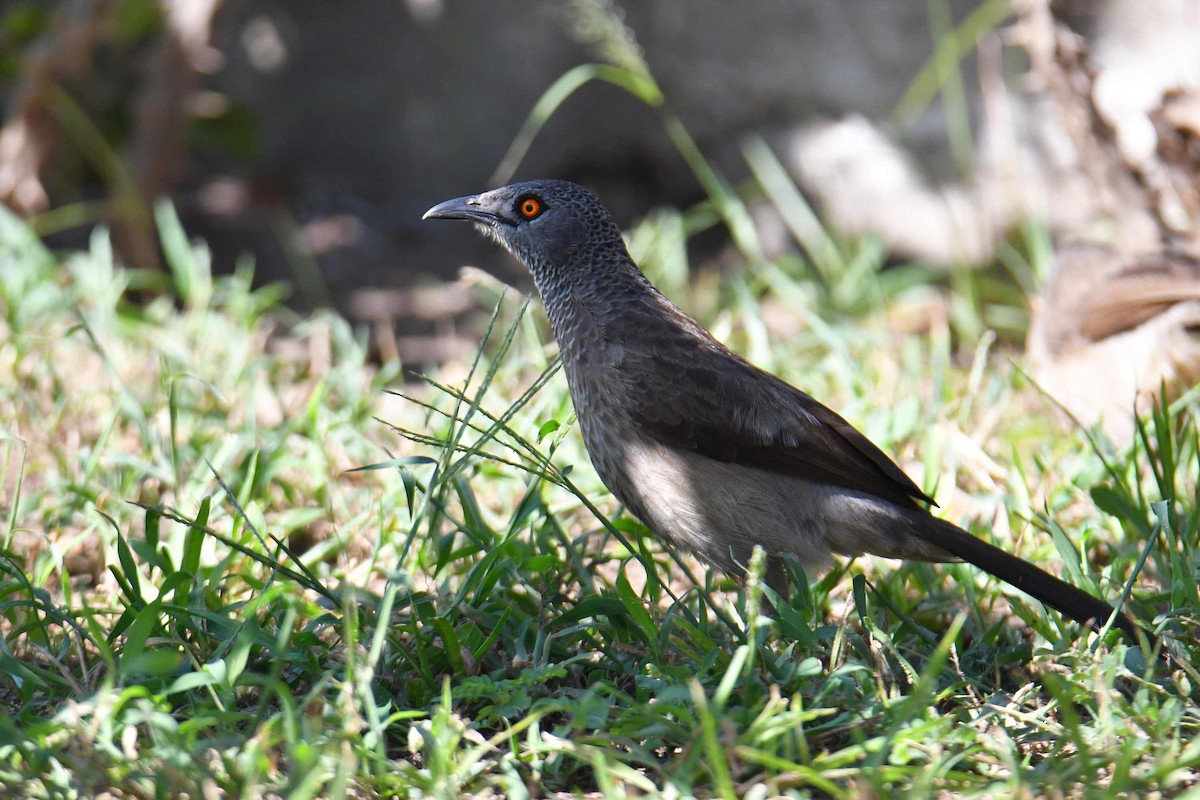 Sudandrosselhäherling - ML645708338