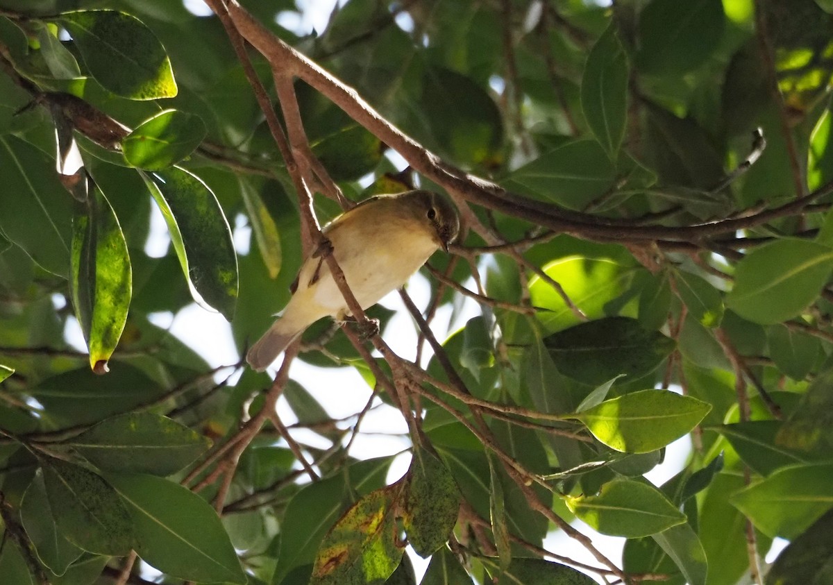 Zilpzalp - ML645708339