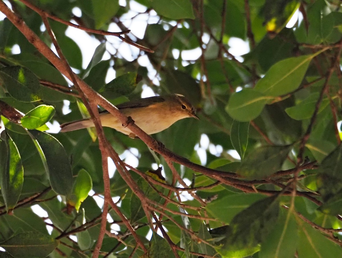 Zilpzalp - ML645708340