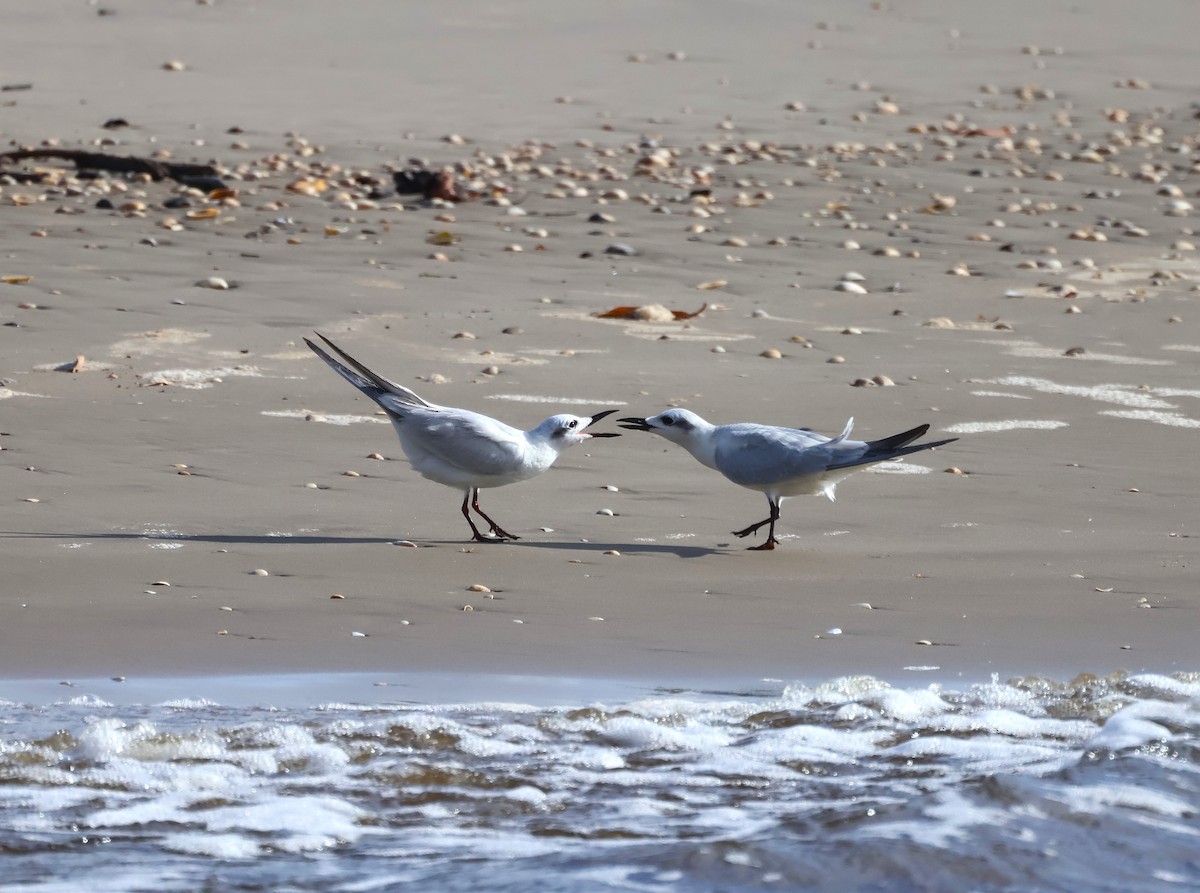 Gull-billed Tern - ML645708341