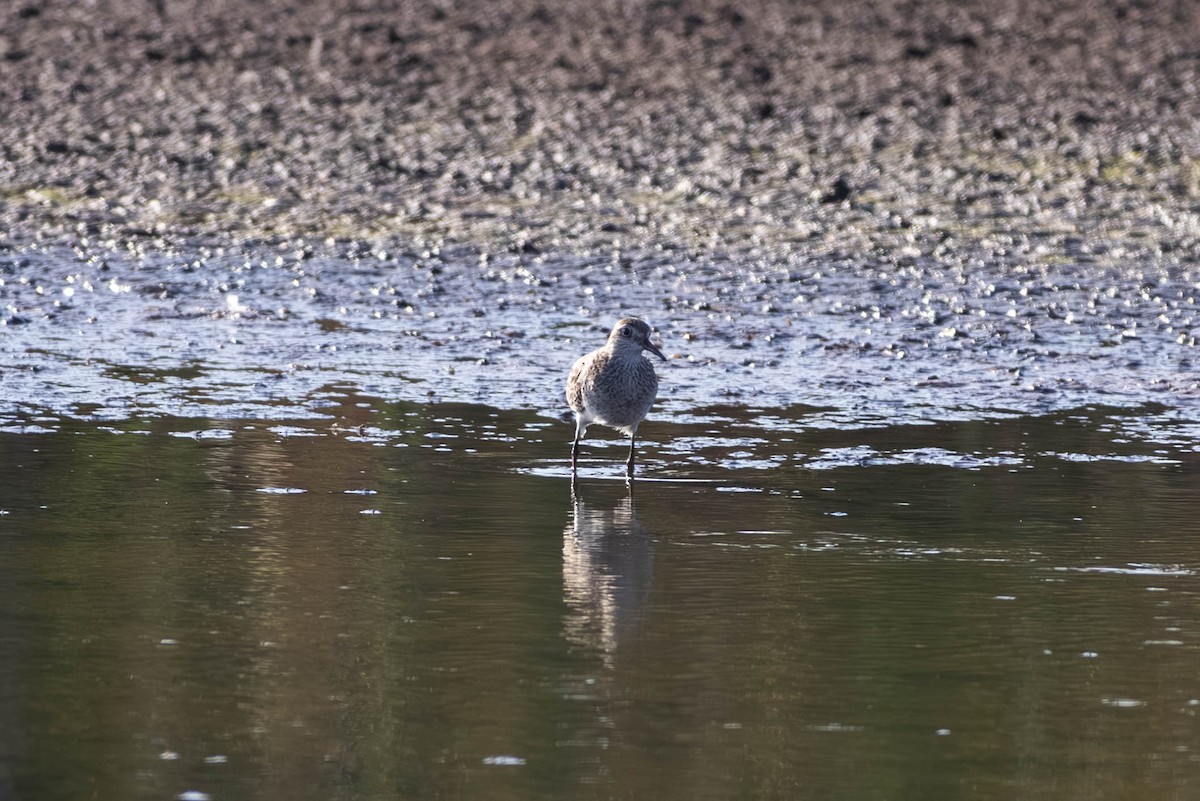 Spitzschwanz-Strandläufer - ML645708342