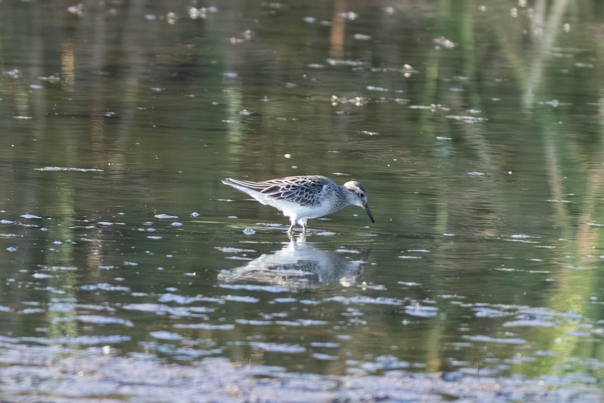 Spitzschwanz-Strandläufer - ML645708343