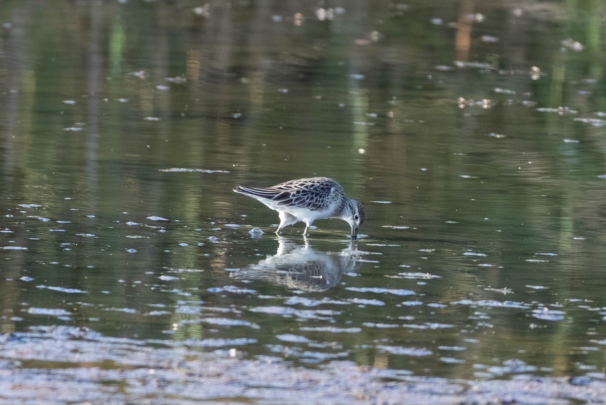 Spitzschwanz-Strandläufer - ML645708344