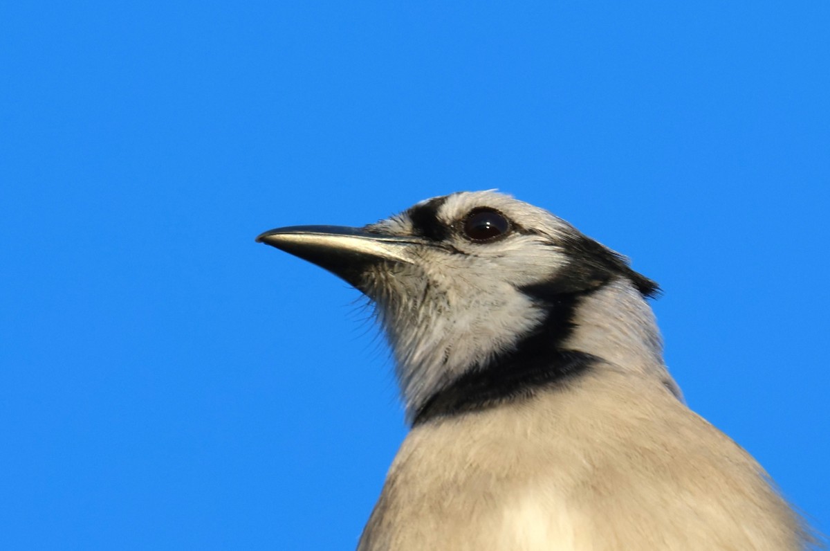 Blauhäher - ML645708345