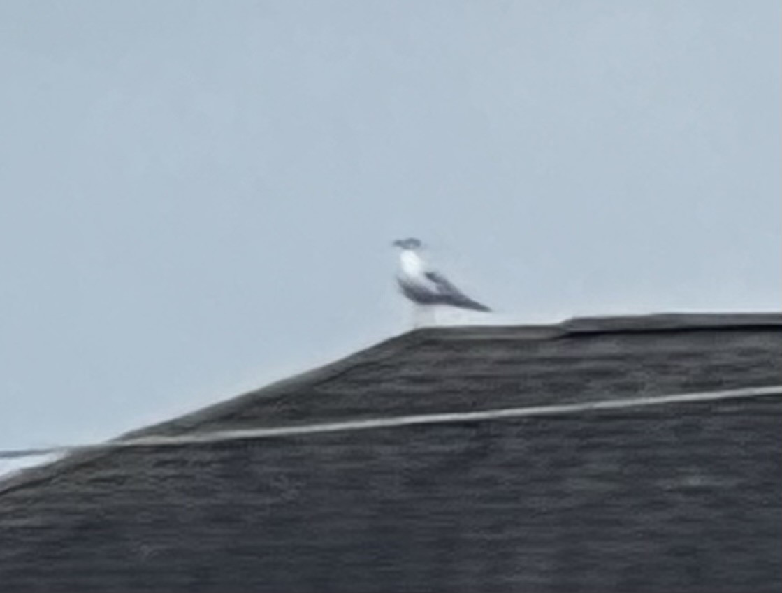 ub. måke (Larinae sp.) - ML645708350