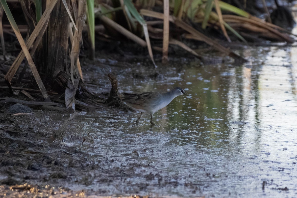 chřástal popelavý - ML645708357