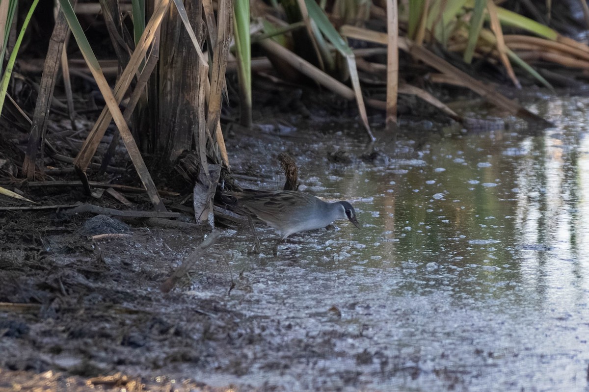 chřástal popelavý - ML645708358