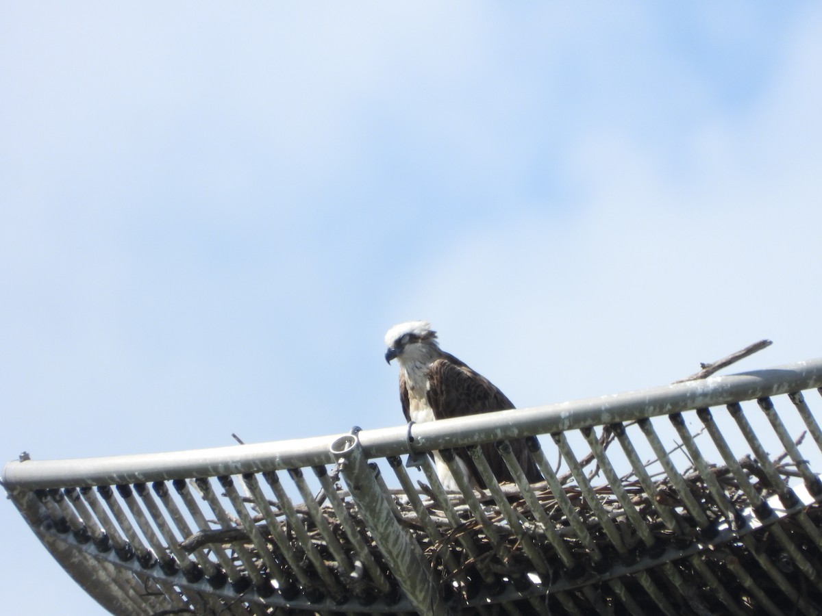 Osprey - ML645708366