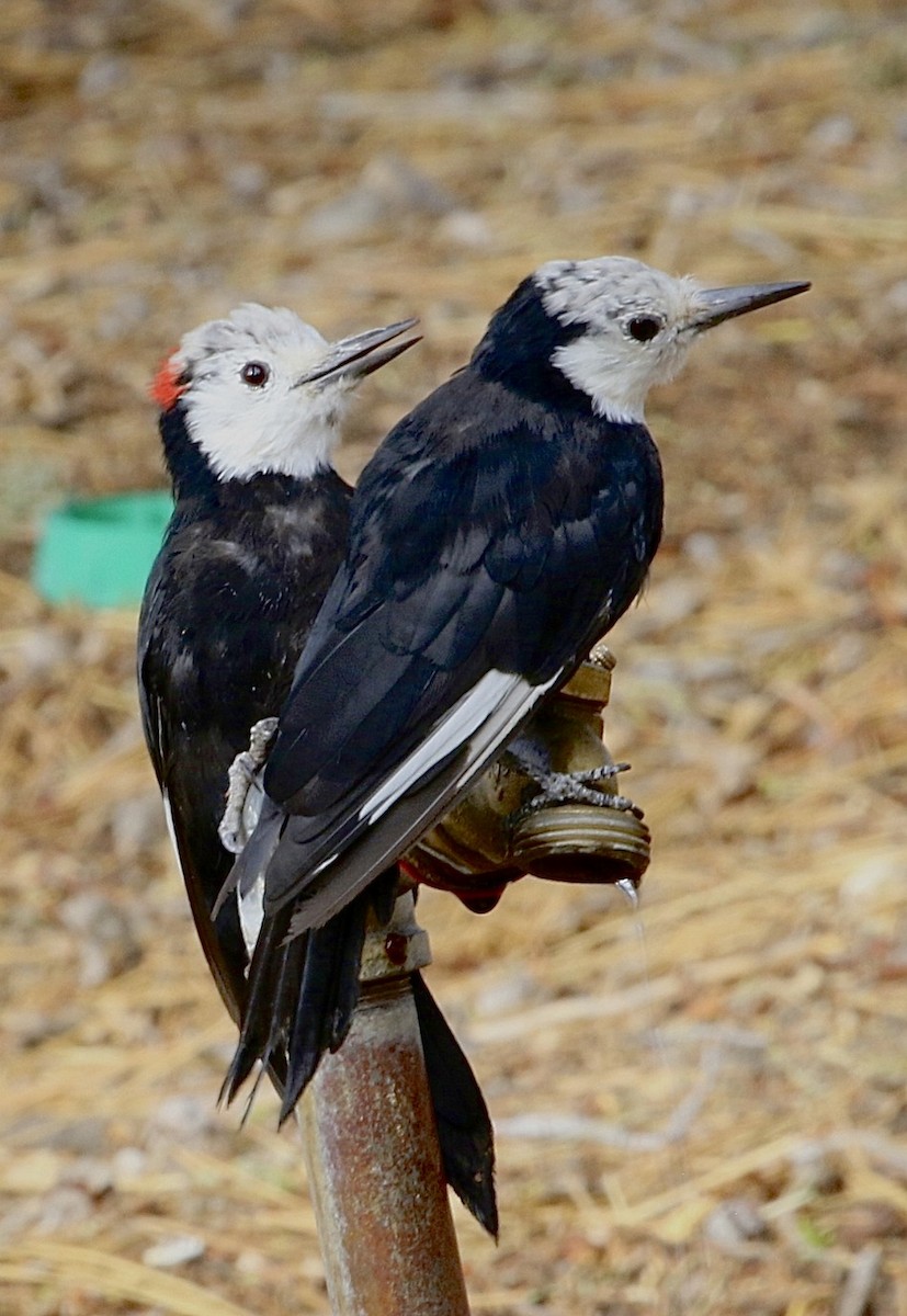 White-headed Woodpecker - ML645708367
