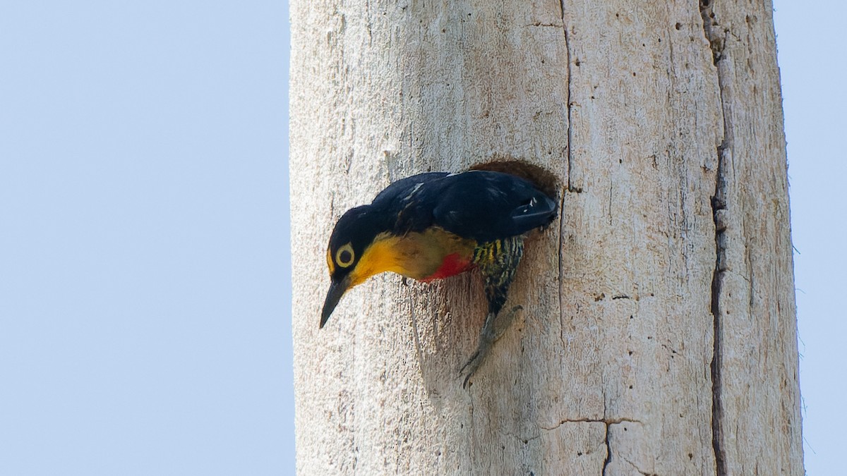 Yellow-fronted Woodpecker - ML645708368