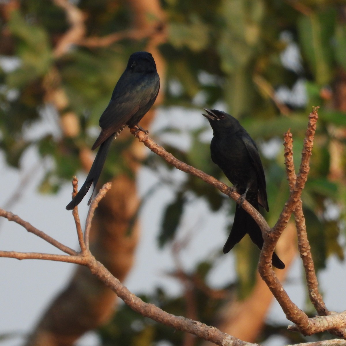 drongo černý - ML645708377