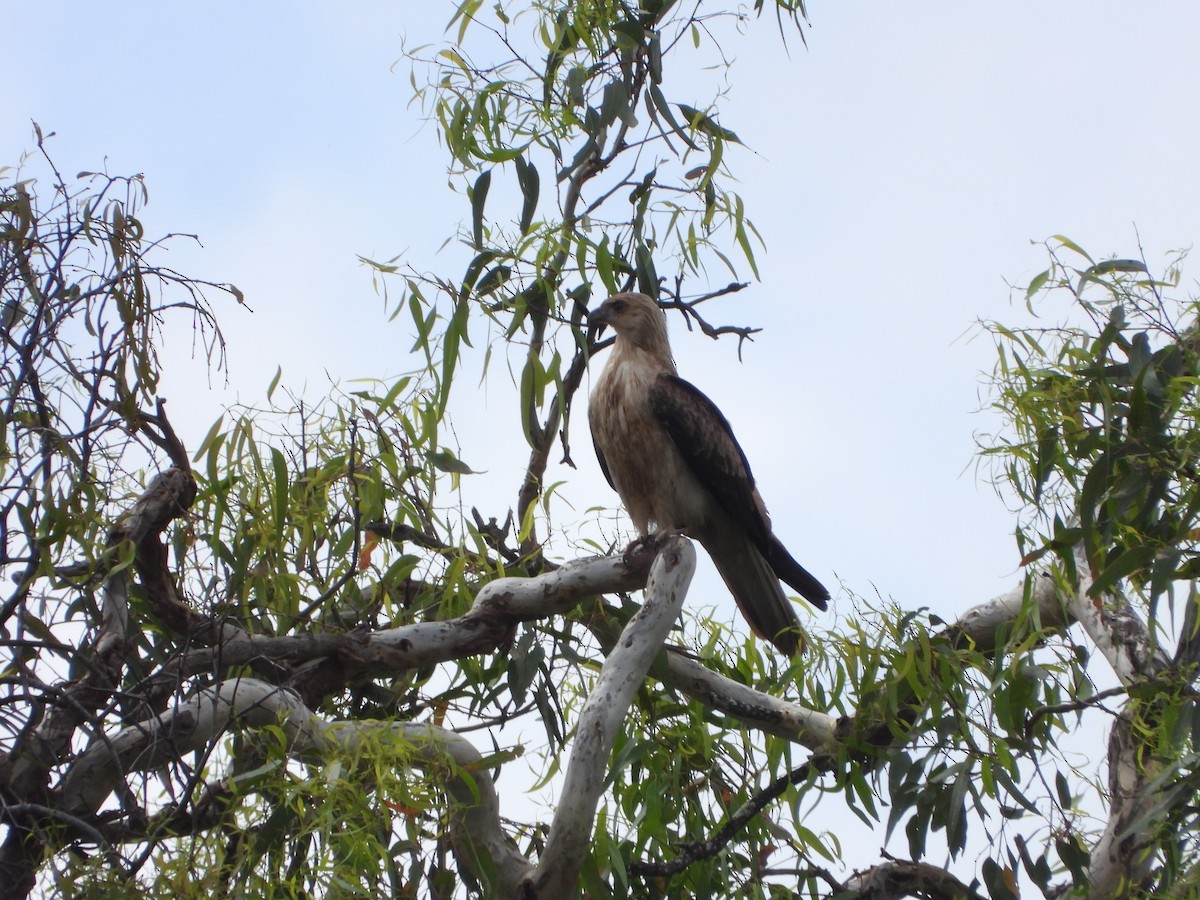 Whistling Kite - ML645708387
