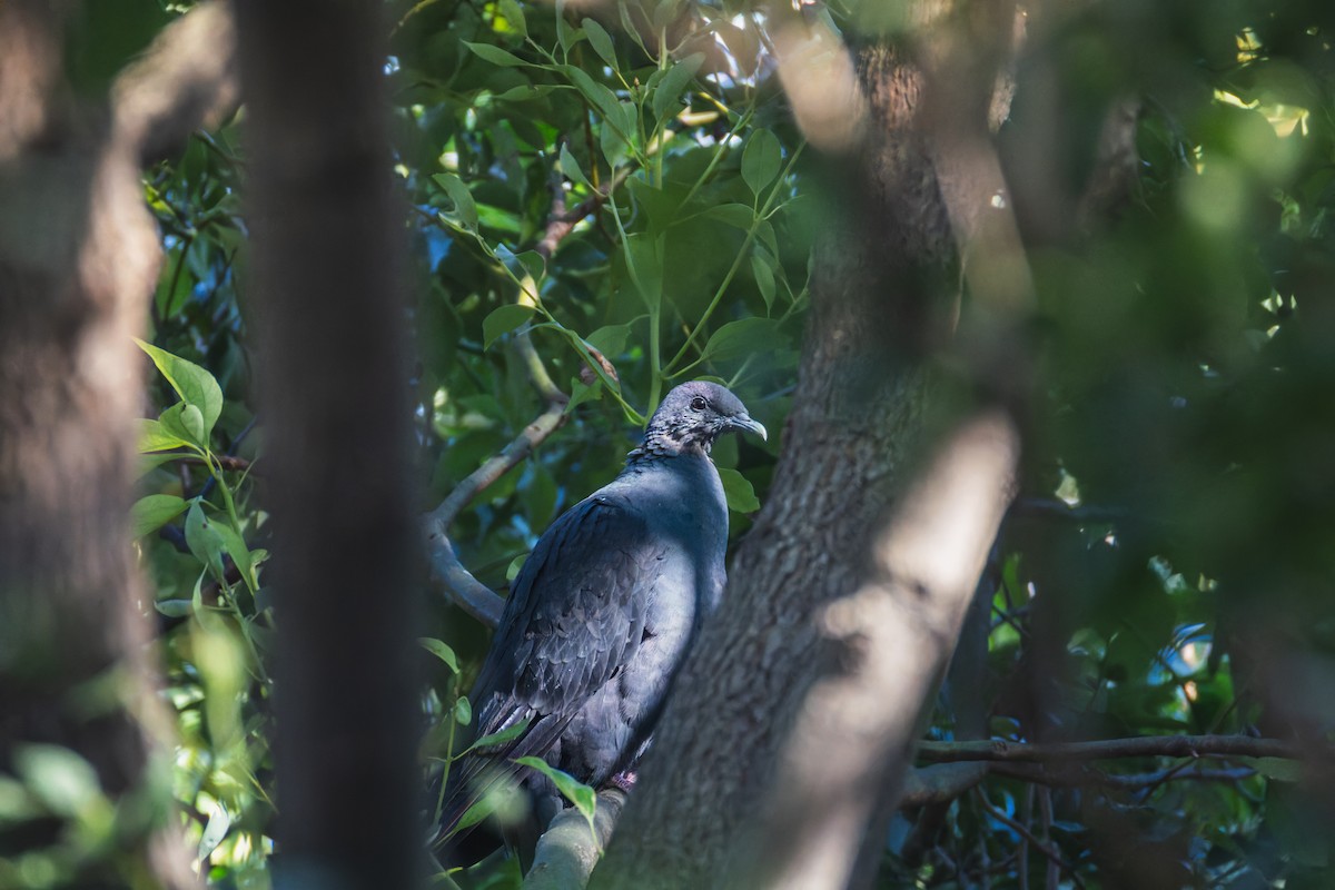 Mor Japon Güvercini - ML645708396