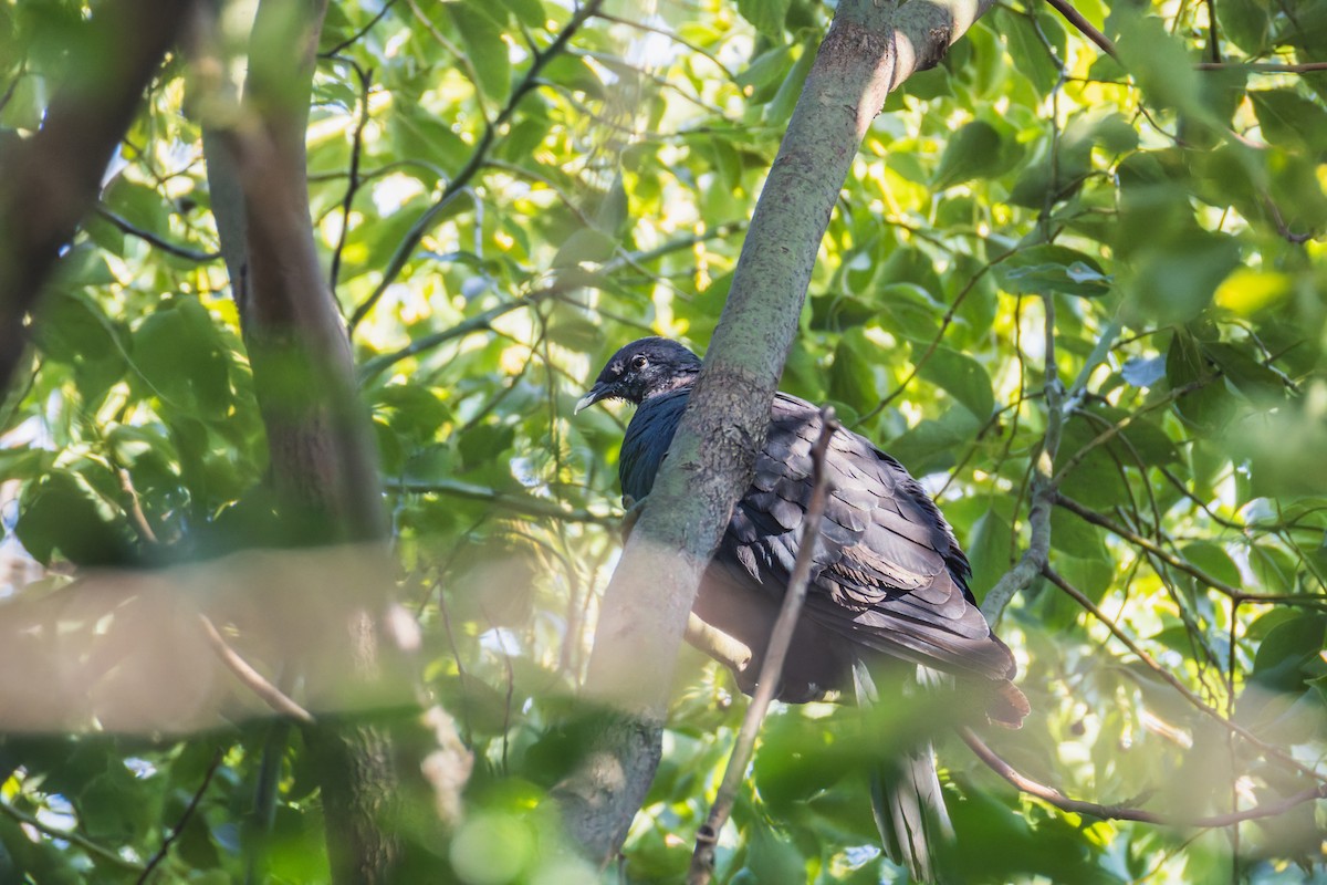 Mor Japon Güvercini - ML645708397