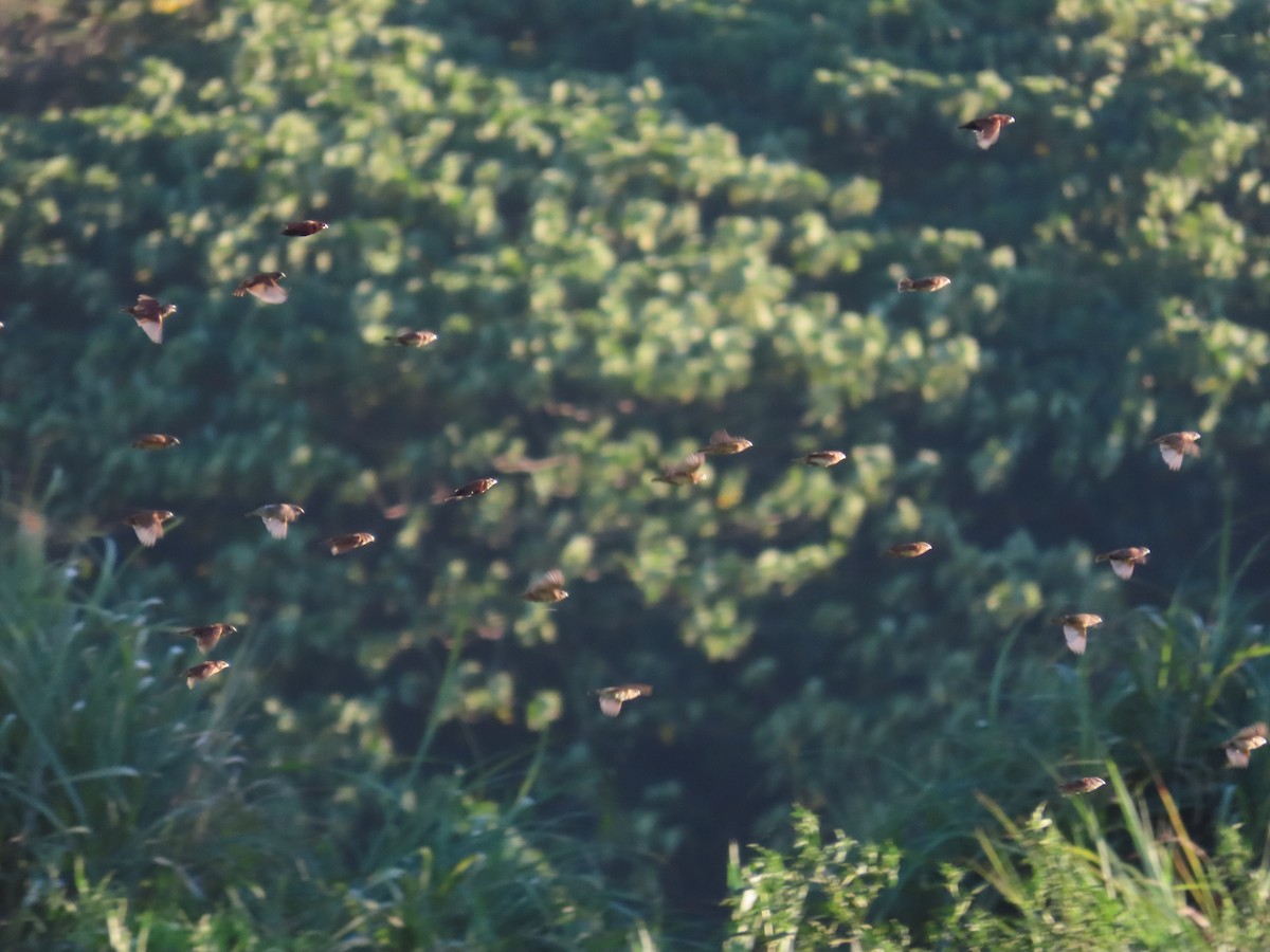 Chestnut Munia - ML645708400