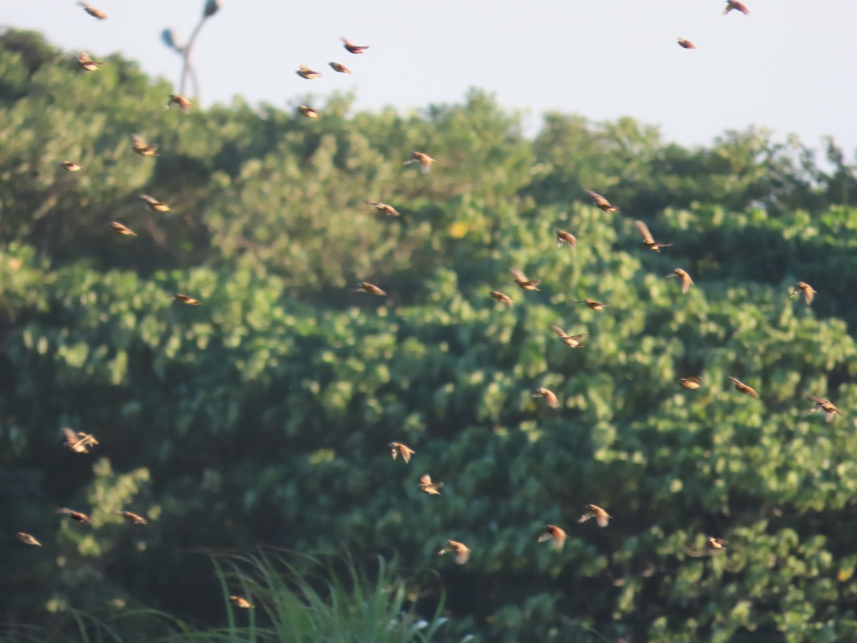 Chestnut Munia - ML645708401