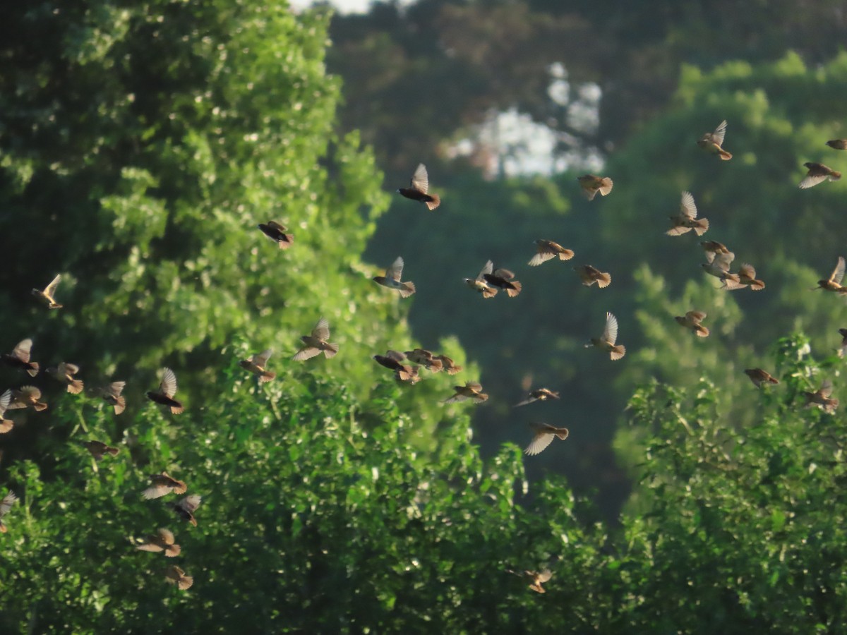 Chestnut Munia - ML645708402