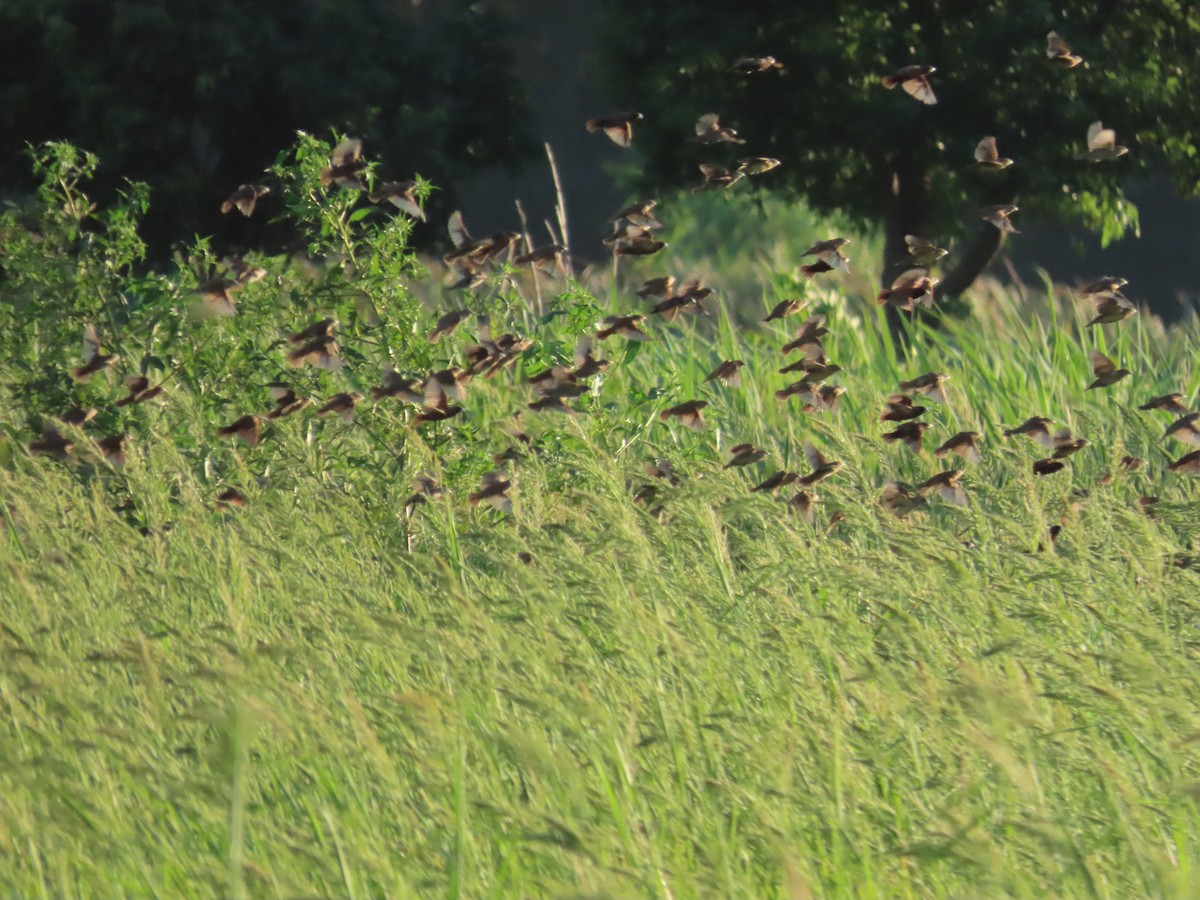 Chestnut Munia - ML645708403
