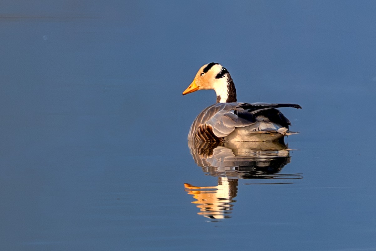 Oie à tête barrée - ML645708404