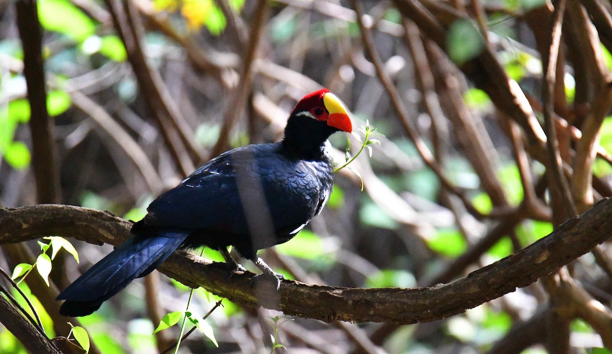 Violet Turaco - ML645708424
