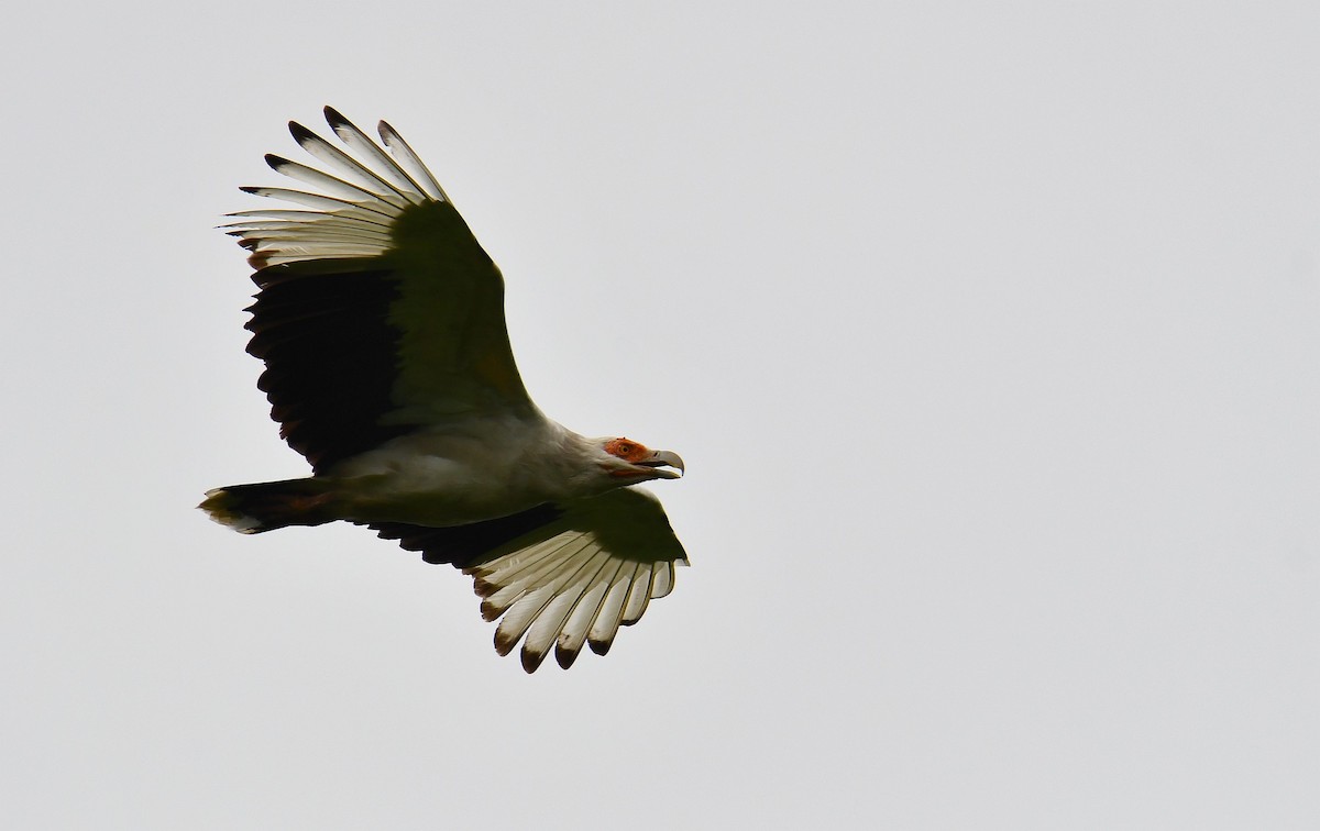 Palm-nut Vulture - ML645708431
