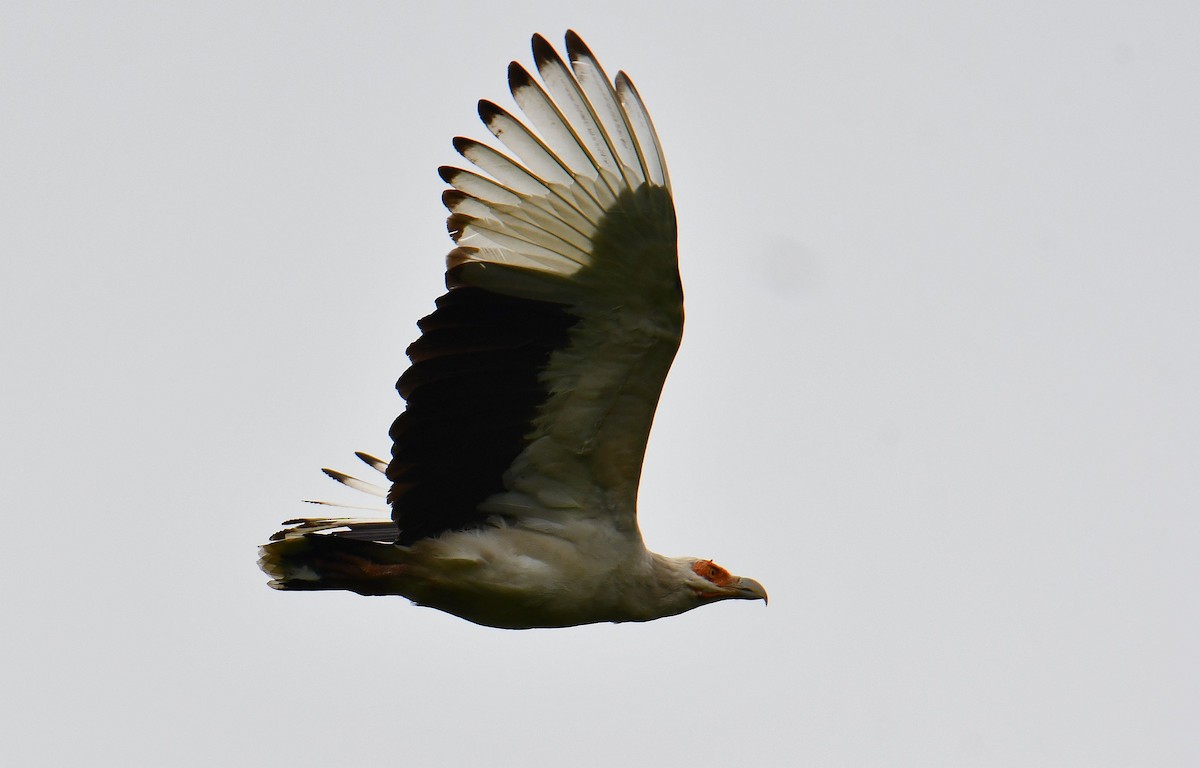 Palm-nut Vulture - ML645708432