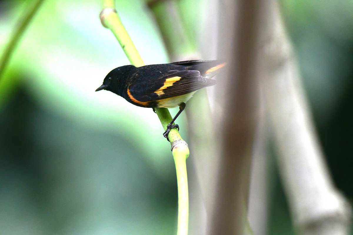 American Redstart - ML645708435