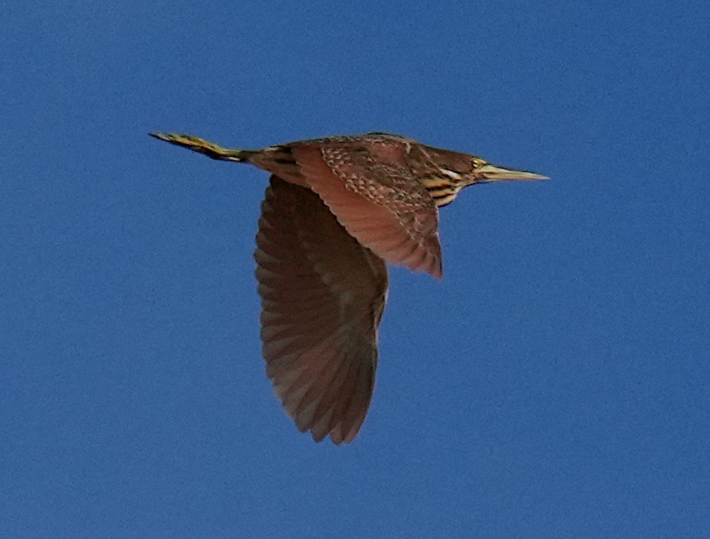 Cinnamon Bittern - ML645708436